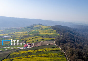 Los campos de colza