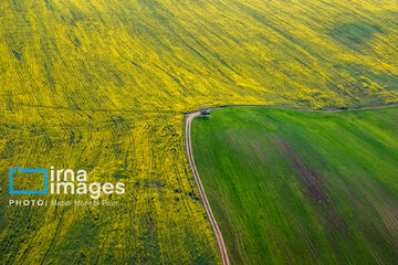 Los campos de colza