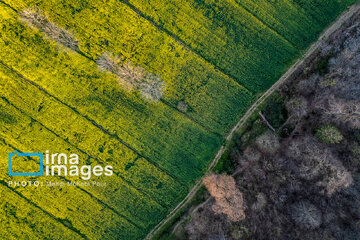 Los campos de colza