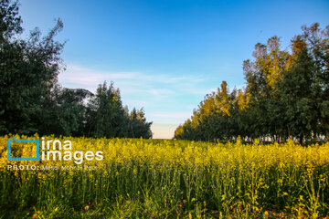 Los campos de colza