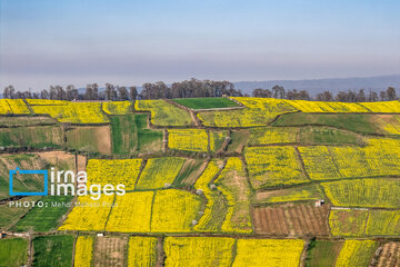 Los campos de colza