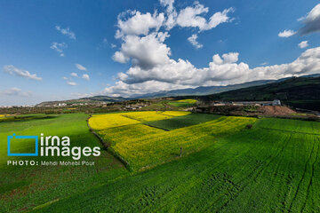 Los campos de colza