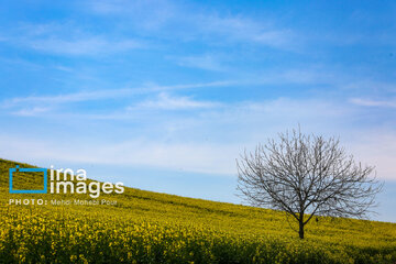 Los campos de colza