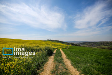 Los campos de colza