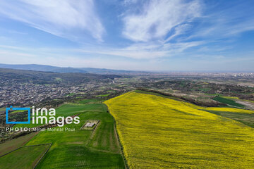 Los campos de colza