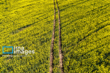 Los campos de colza