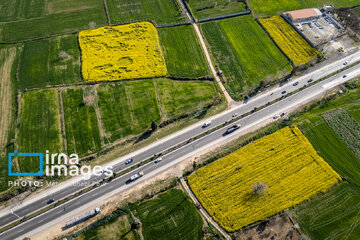 Los campos de colza