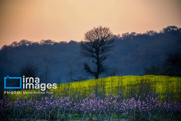 Los campos de colza