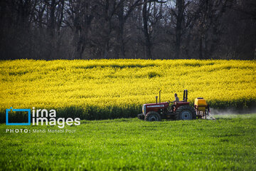 Los campos de colza