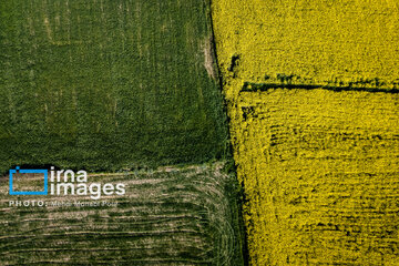 Los campos de colza
