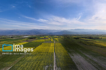 Los campos de colza