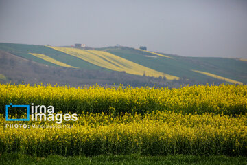 Los campos de colza