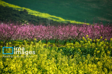 Los campos de colza