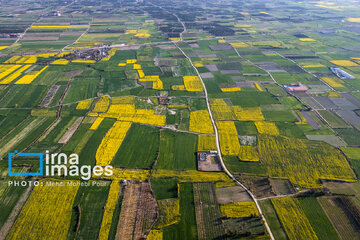 Los campos de colza