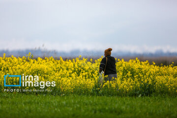 Los campos de colza