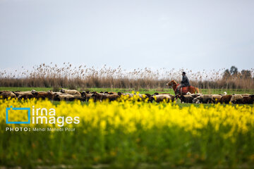 Los campos de colza