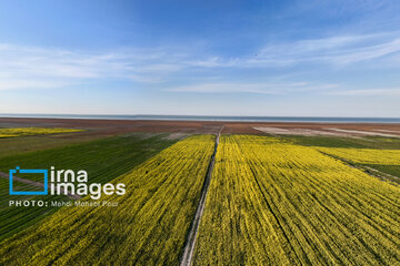 Los campos de colza