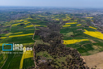 Los campos de colza