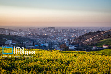 Los campos de colza