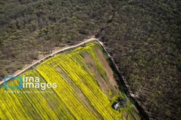 Los campos de colza