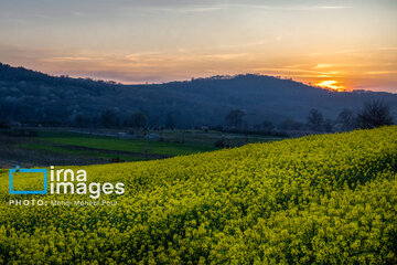 Los campos de colza