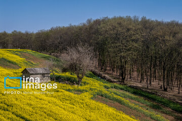 Los campos de colza