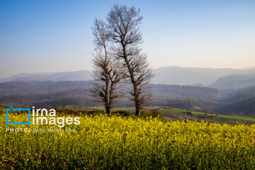 Los campos de colza