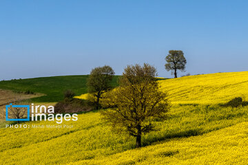 Los campos de colza