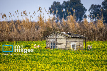 Los campos de colza