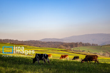 Los campos de colza