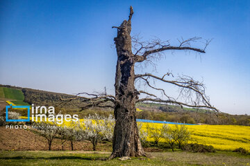 Los campos de colza