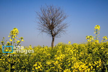 Los campos de colza