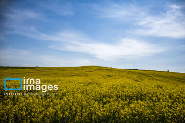 Los campos de colza