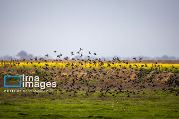 Los campos de colza