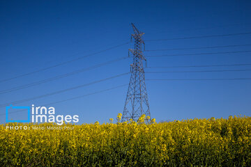 Los campos de colza