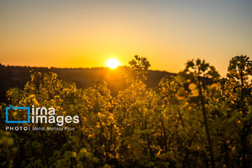 Los campos de colza