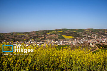 Los campos de colza