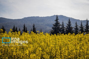 Los campos de colza