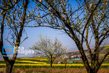 Los campos de colza