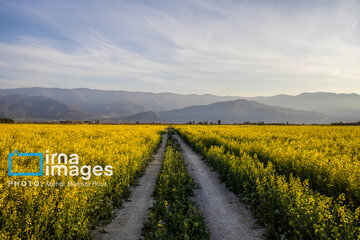 Los campos de colza