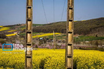 Los campos de colza