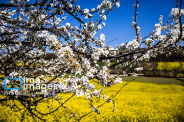 Los campos de colza