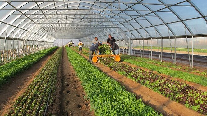 افزایش ۲۰ درصدی برداشت محصولات گلخانهای با فناوری نانوحبات