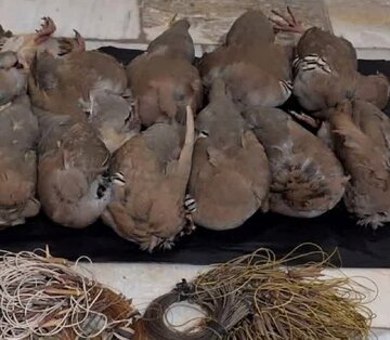 بازداشت شکارچیان ۱۴ کبک وحشی در دماوند