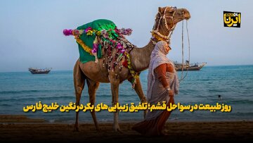 فیلم| روز طبیعت در سواحل قشم؛ تلفیق زیبایی‌های بکر در نگین خلیج فارس