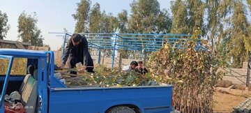 کاشت و توزیع یکهزارو ۲۷۰ اصله نهال در شهرک پنجم گتوند