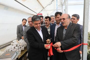 ۳۰۰ هکتار گلخانه در اردبیل در حال احداث است