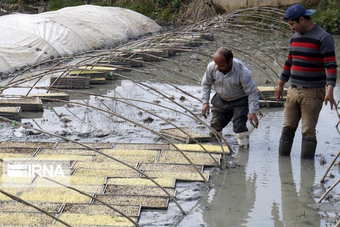 جهاد کشاورزی مازندران: شالیکاران در انتقال بذر از خزانه به مزارع عجله نکنند