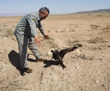 عقاب زخمی پس از تیمار در سبزوار به آغوش طبیعت بازگشت
