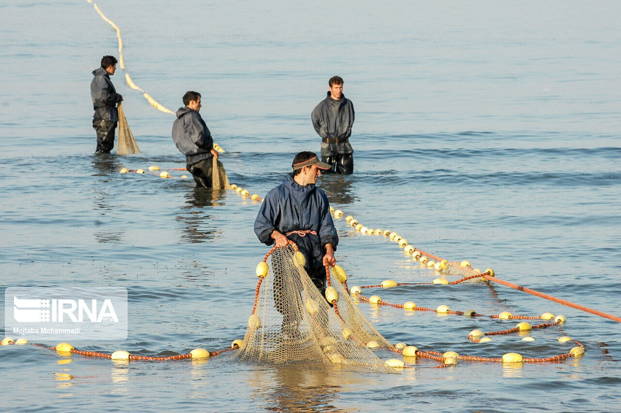 حدود سه هزار تن ماهیان استخوانی در سواحل گیلان صید شد حدود سه هزار تن ماهیان استخوانی در سواحل گیلان صید شد